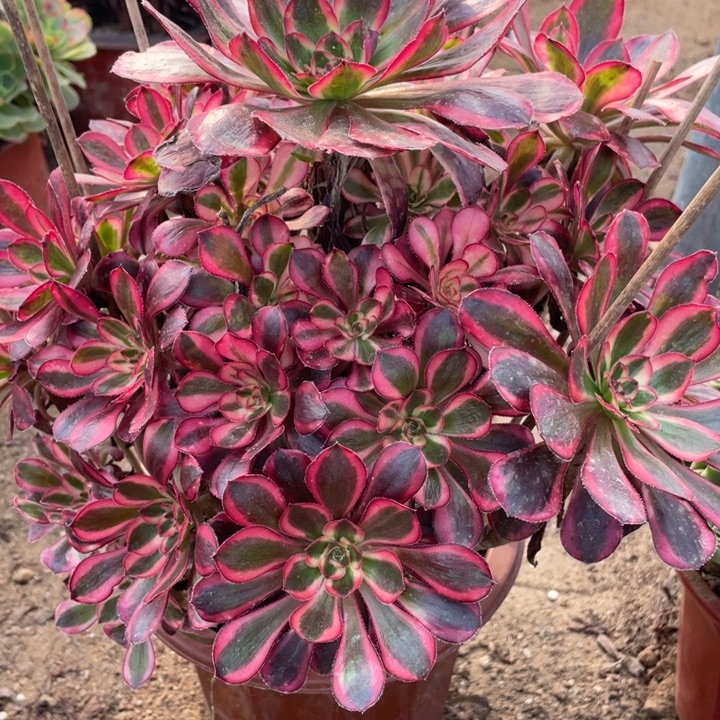 无花朵237多肉植物香奶奶