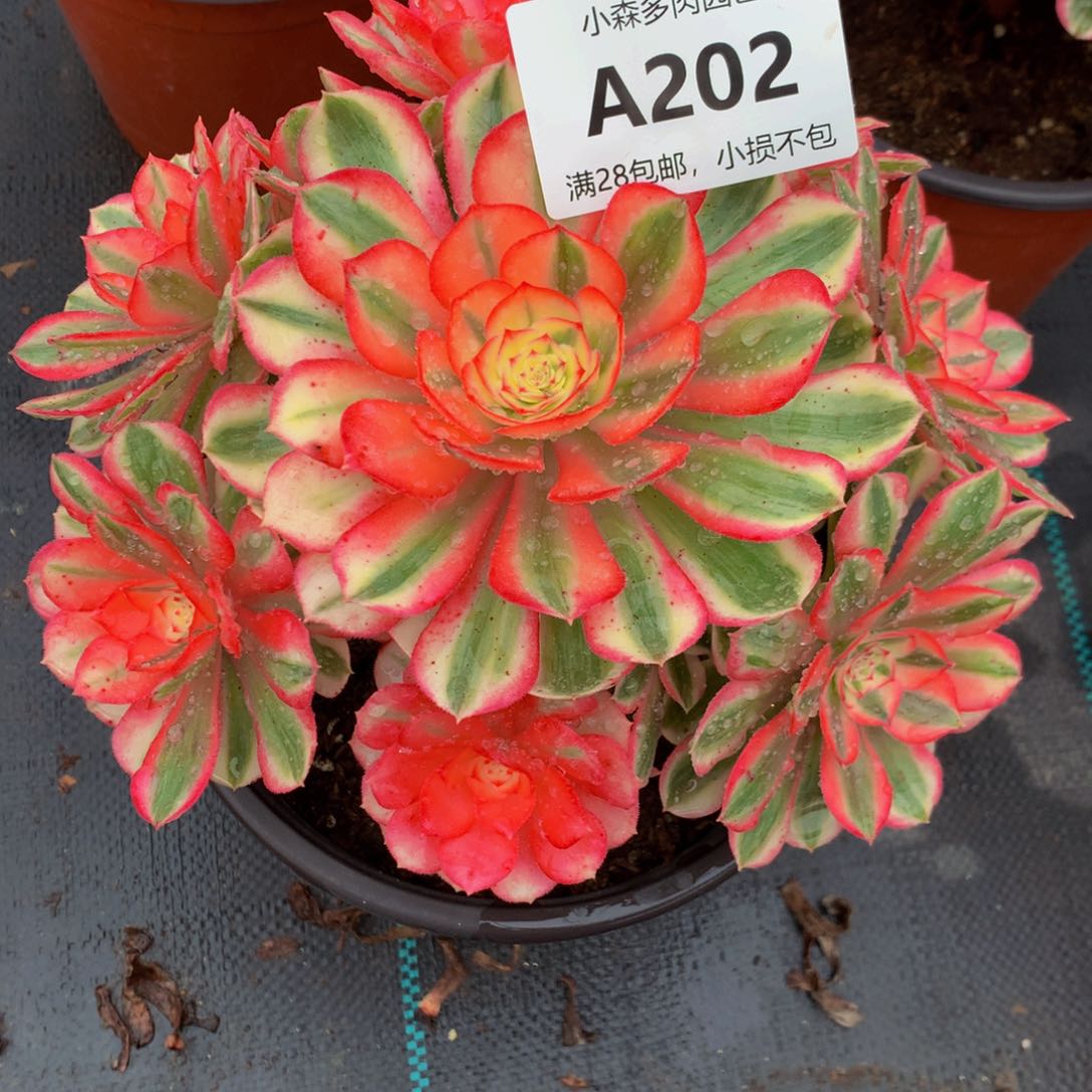 妙*202倾城88888888