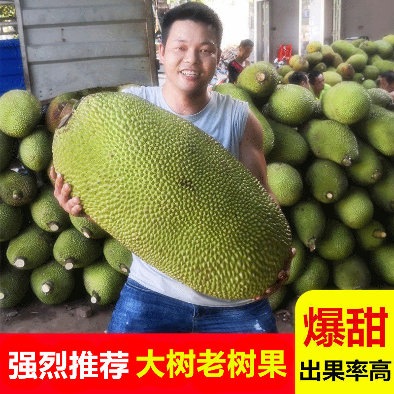 海南三亚新鲜黄肉干苞菠萝蜜热带水果一整个假榴莲大果批发包邮1