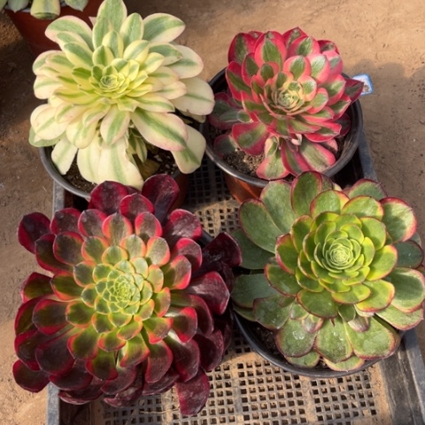 146多肉植物组合