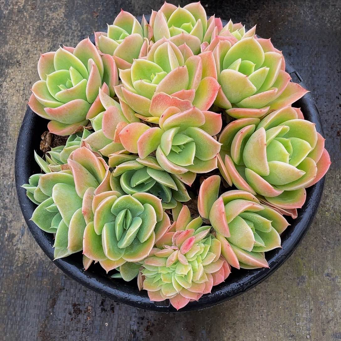 6****6辛纳塔多肉植物缀