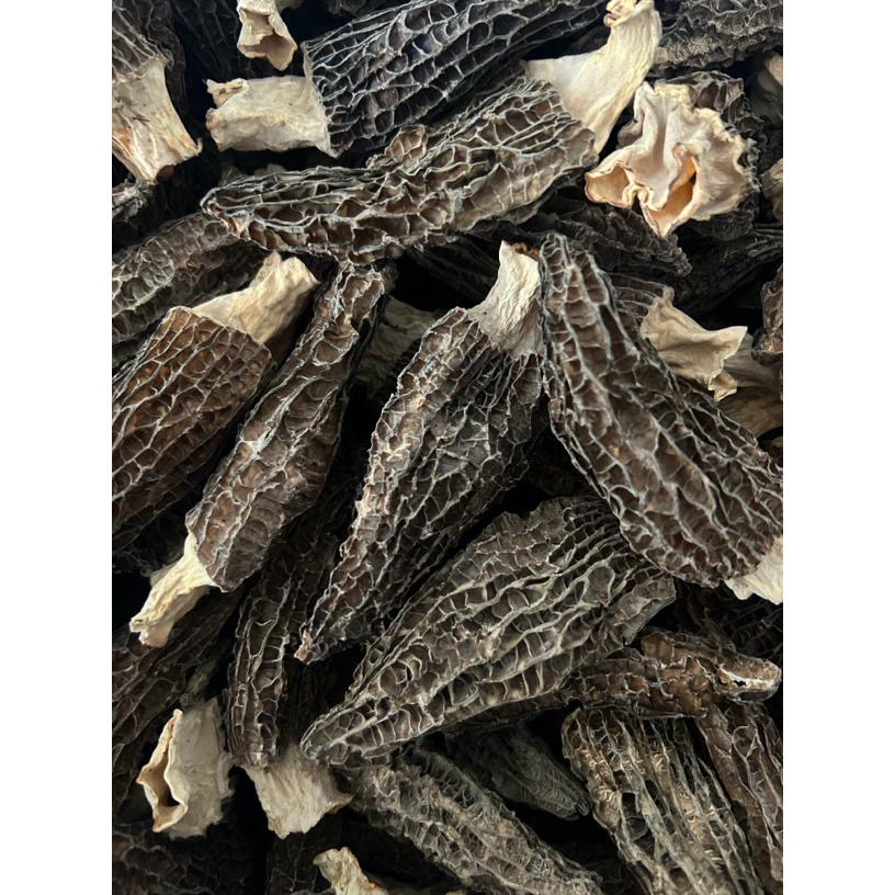 云南头茬厚肉羊肚菌