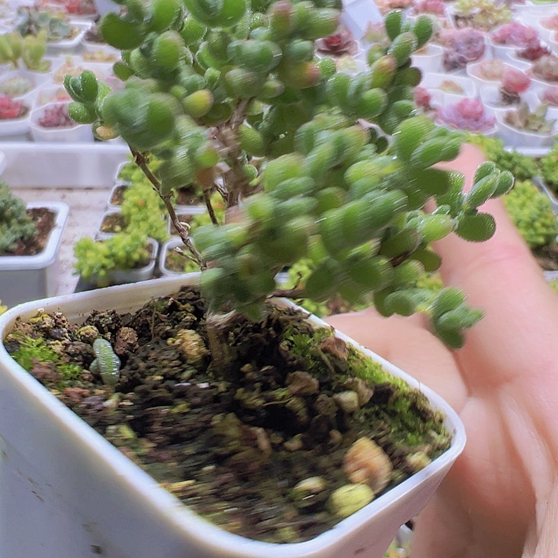 莱斯枝干19包邮也哦肉植物