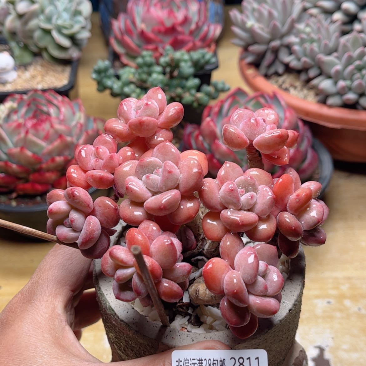 【闪购商品】2811花斑鹿