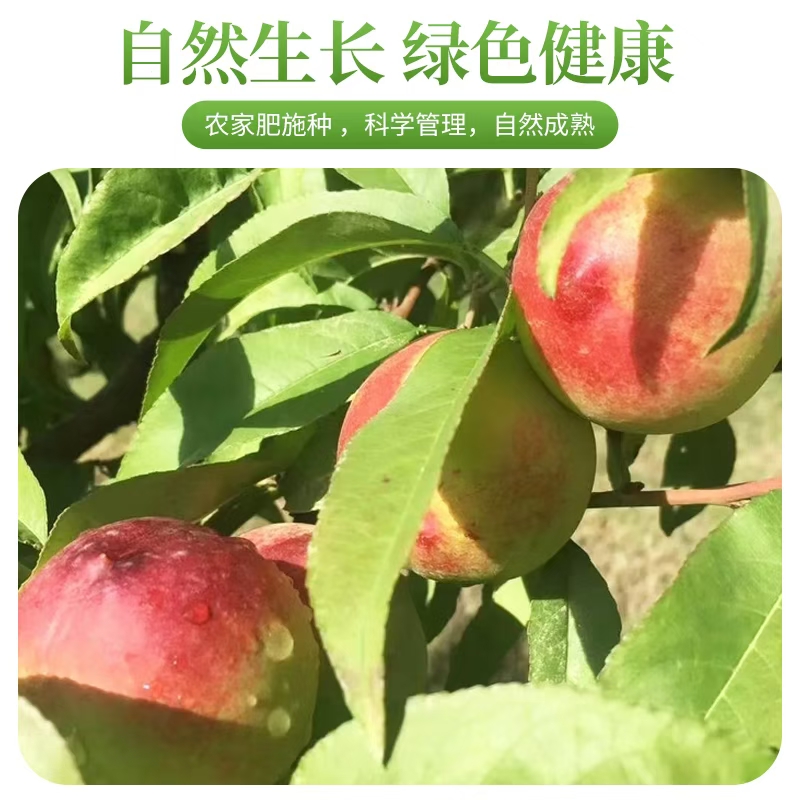 【甘肃省内专拍】敦煌李广桃 紫胭桃 桃子现摘现发整箱包邮果园直发