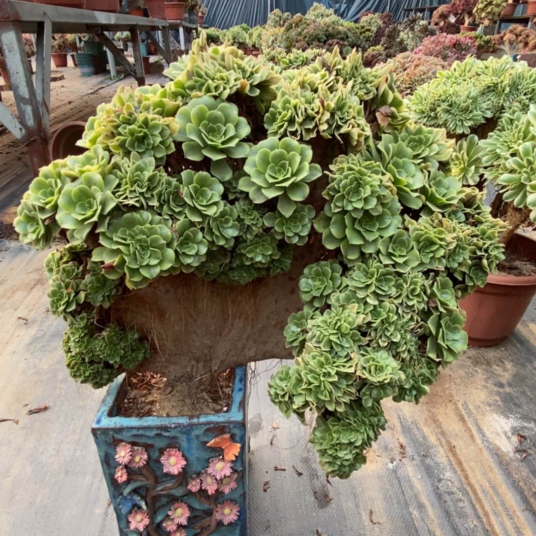 绿豆沙朵朵老庄缀化