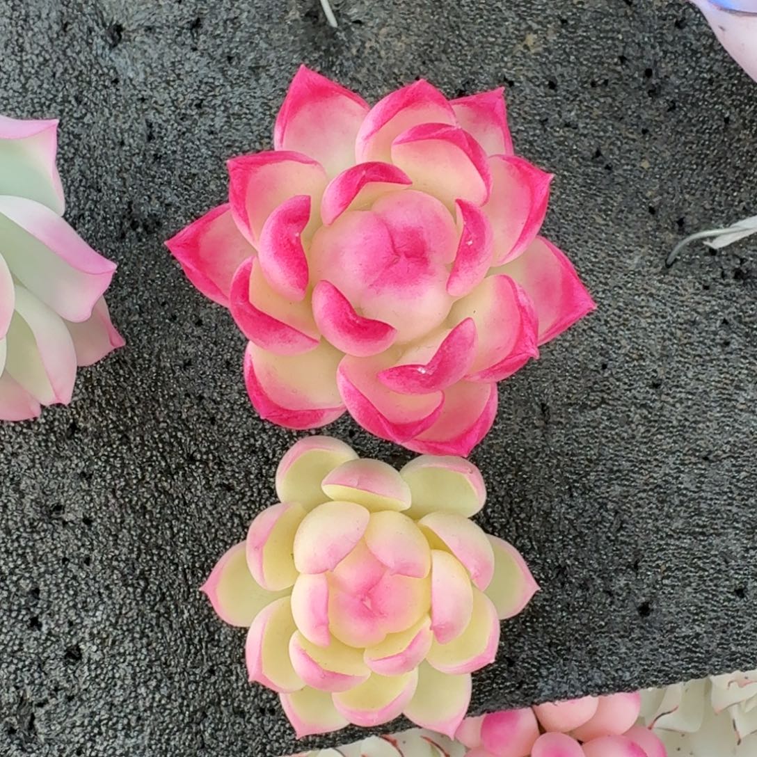 树脂769号2个哦哦哦哦哦哦哦