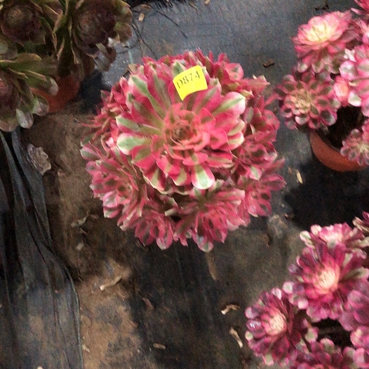 女巫多肉874000000000