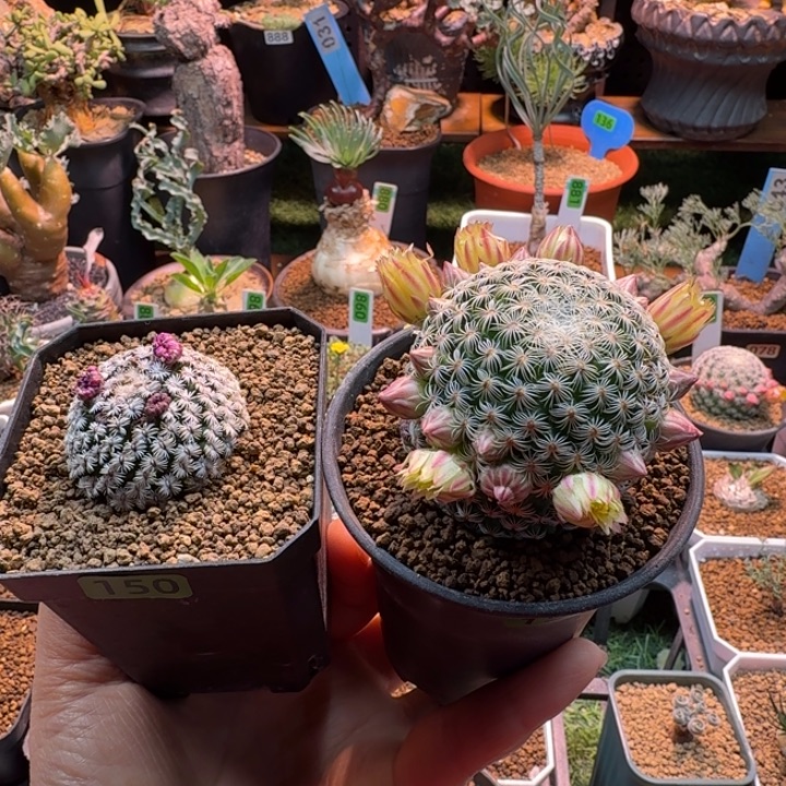 蔷***薇克氏丸150 +白子法师151