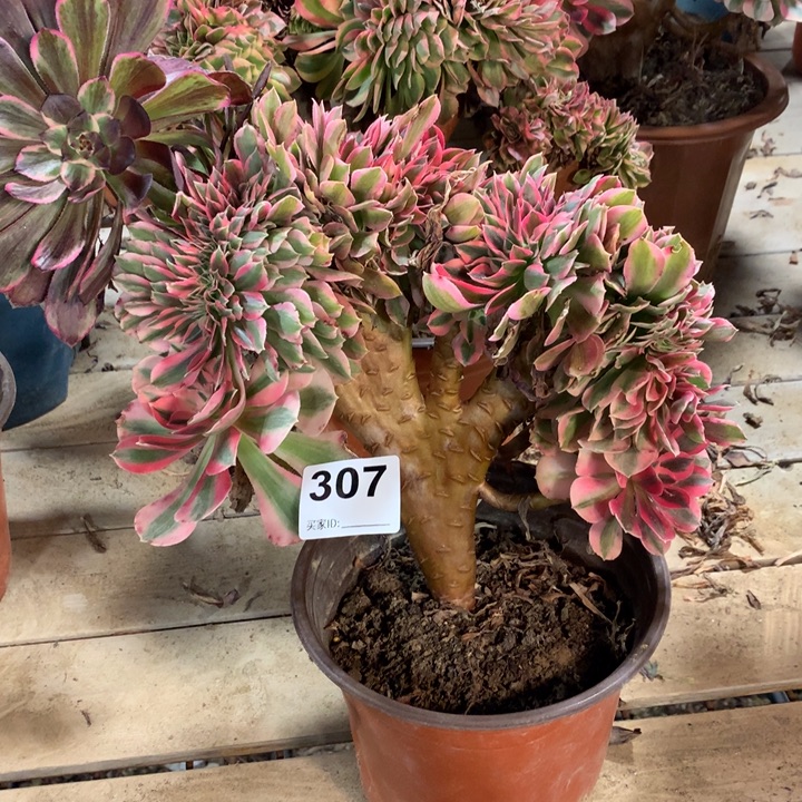 307粉女巫缀多肉法师