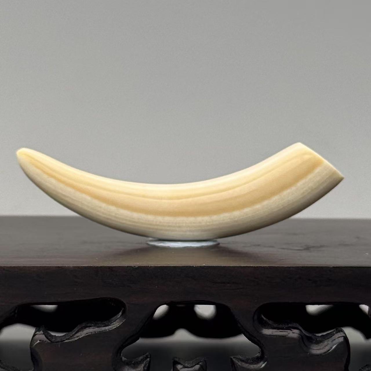 DEZHI/德志61*9*11mm7.3g牙尖吊坠天然猛犸牙C431