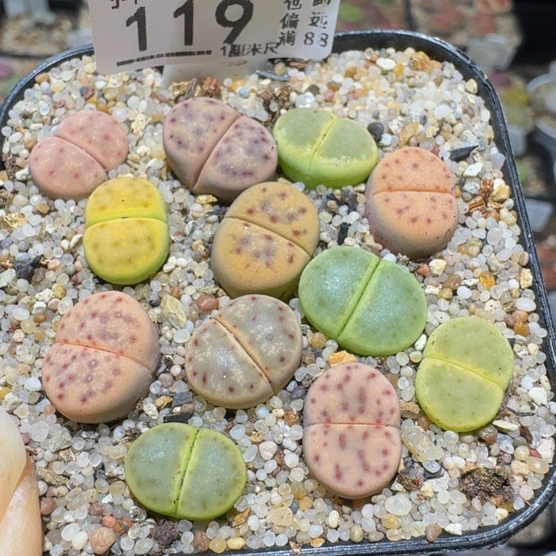 Ssss精品生石花119
