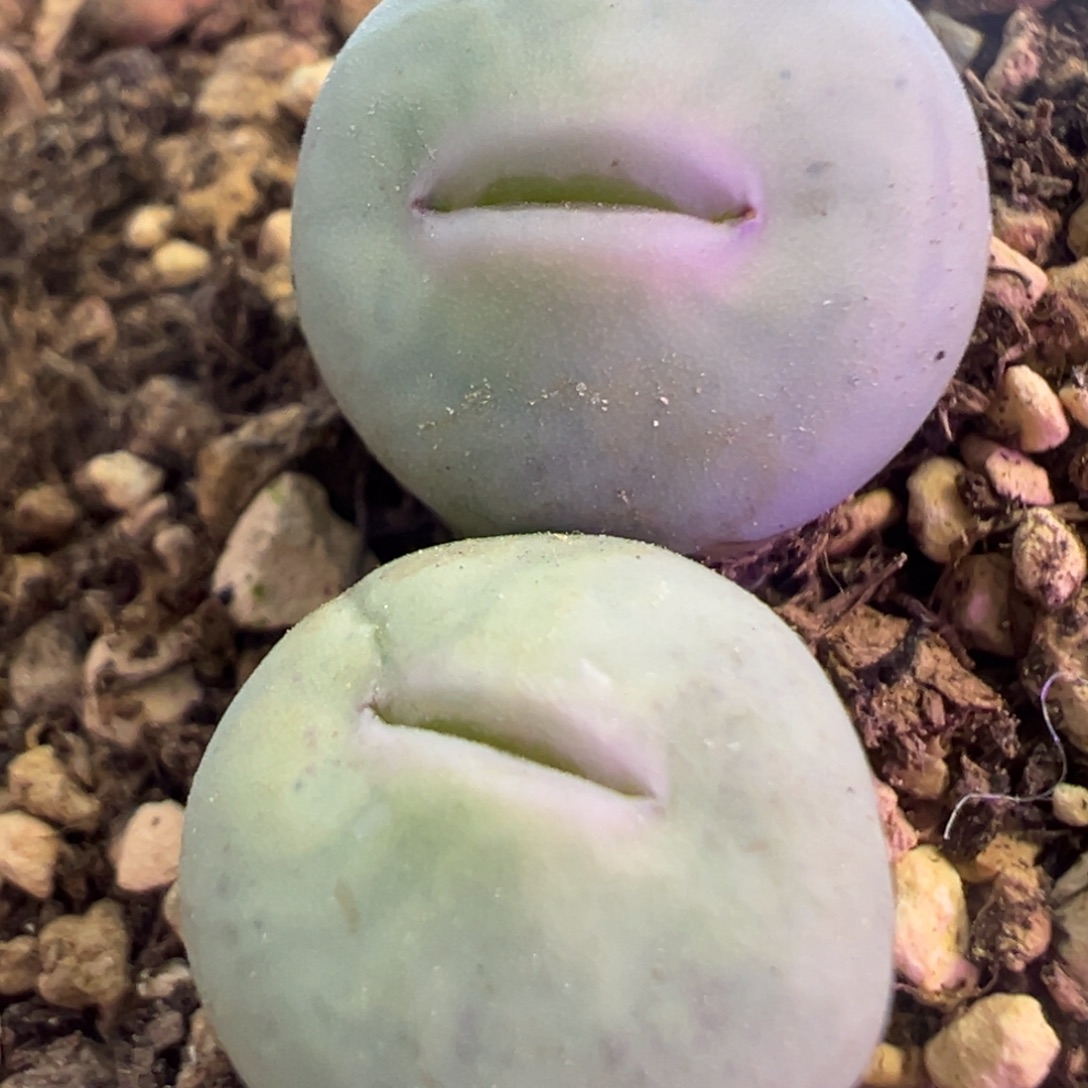 大嘴奶油 肉锥植物