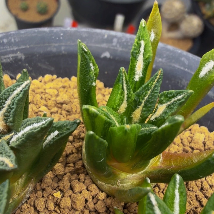 大型种颗粒黑牡丹锦