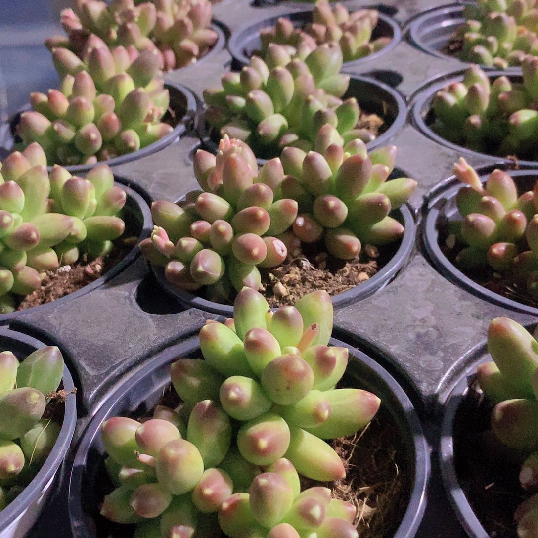 千代甜3457789900000