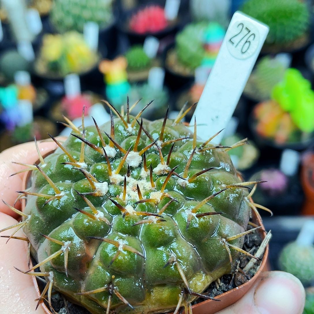 非偏远地区满25包邮仙人球