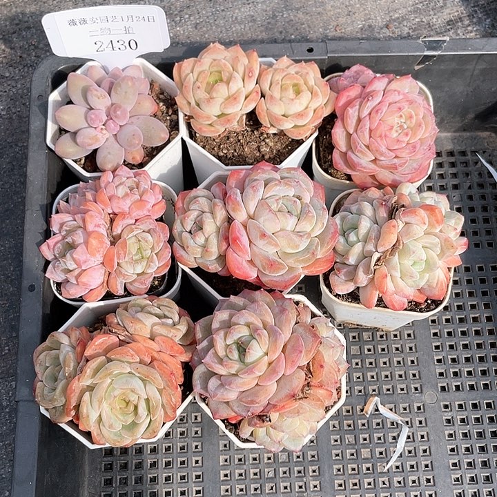 薇薇安园艺多肉2430
