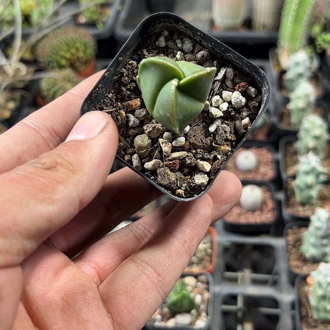 三角鸾凤玉单头发货