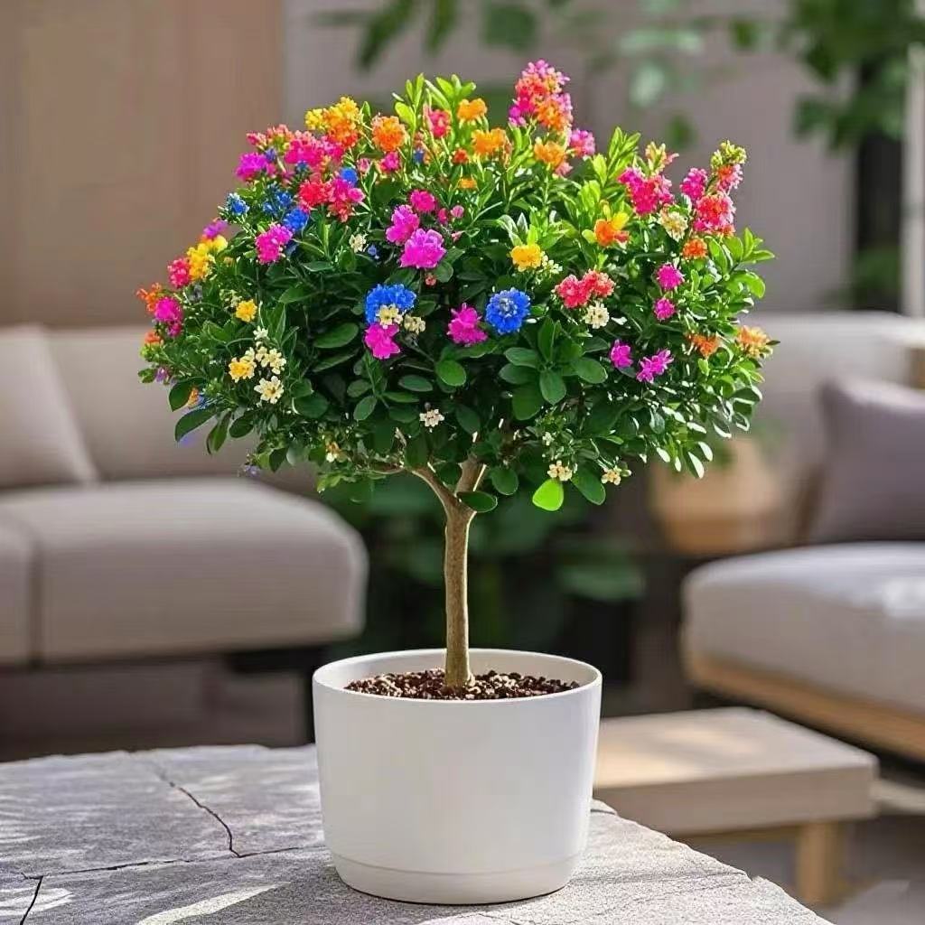 【特价】九里香绿植盆栽带叶多色独杆老桩浓香型花卉可驱蚊净化空气