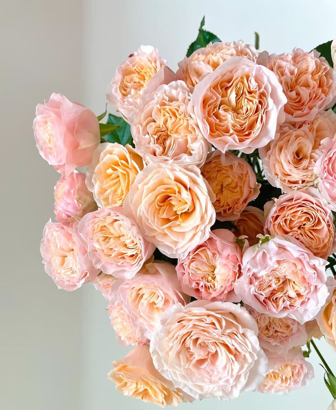 【米奇】多头玫瑰云南直发