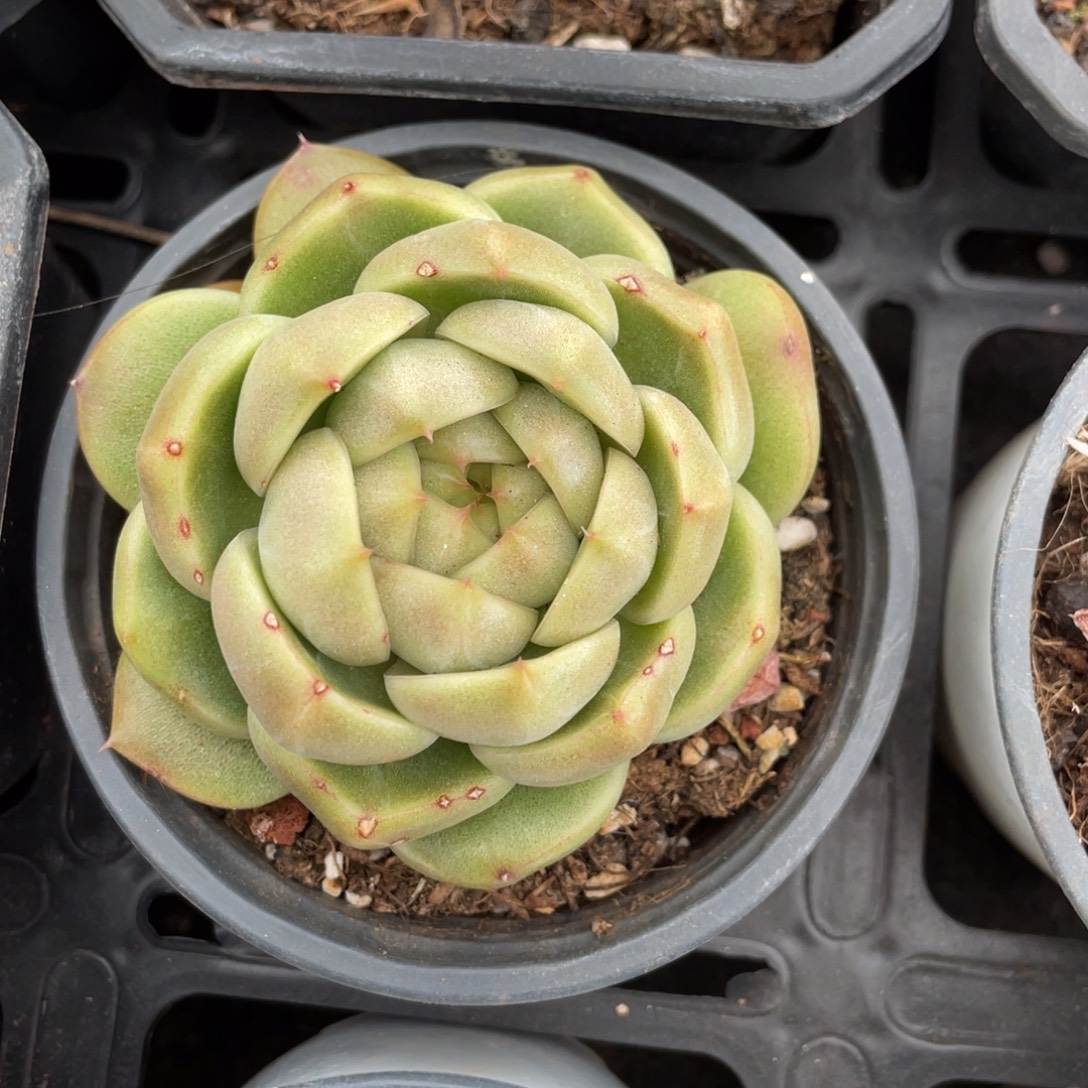 蓝水鬼单头8公分左右