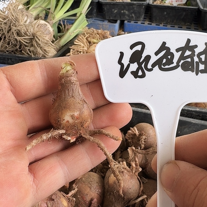 绿色奇迹朱顶红一棵2.2