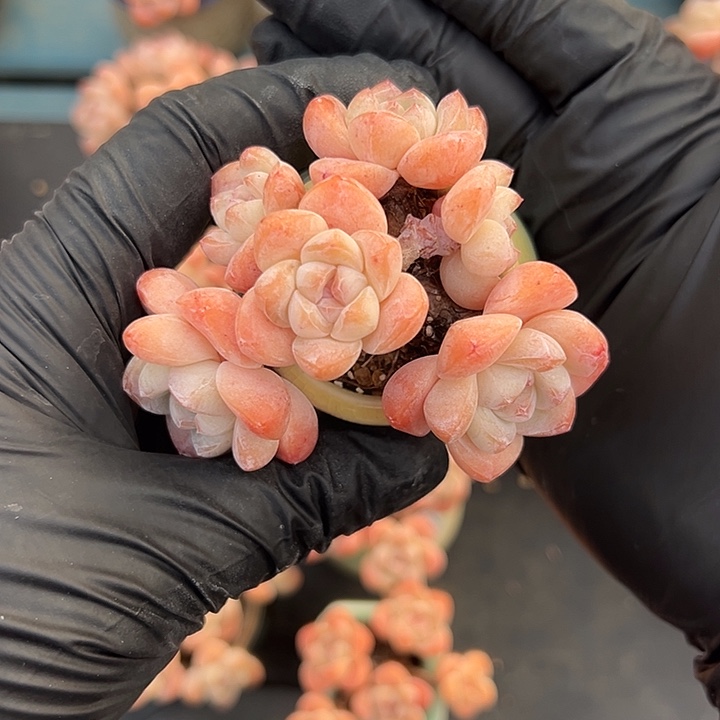 布***娃3602，六头冰玉带盆发的7厘米