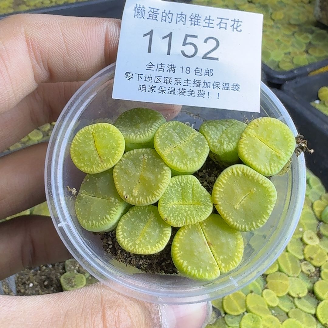 1152 哈哈哈哈哈哈哈哈哈哈