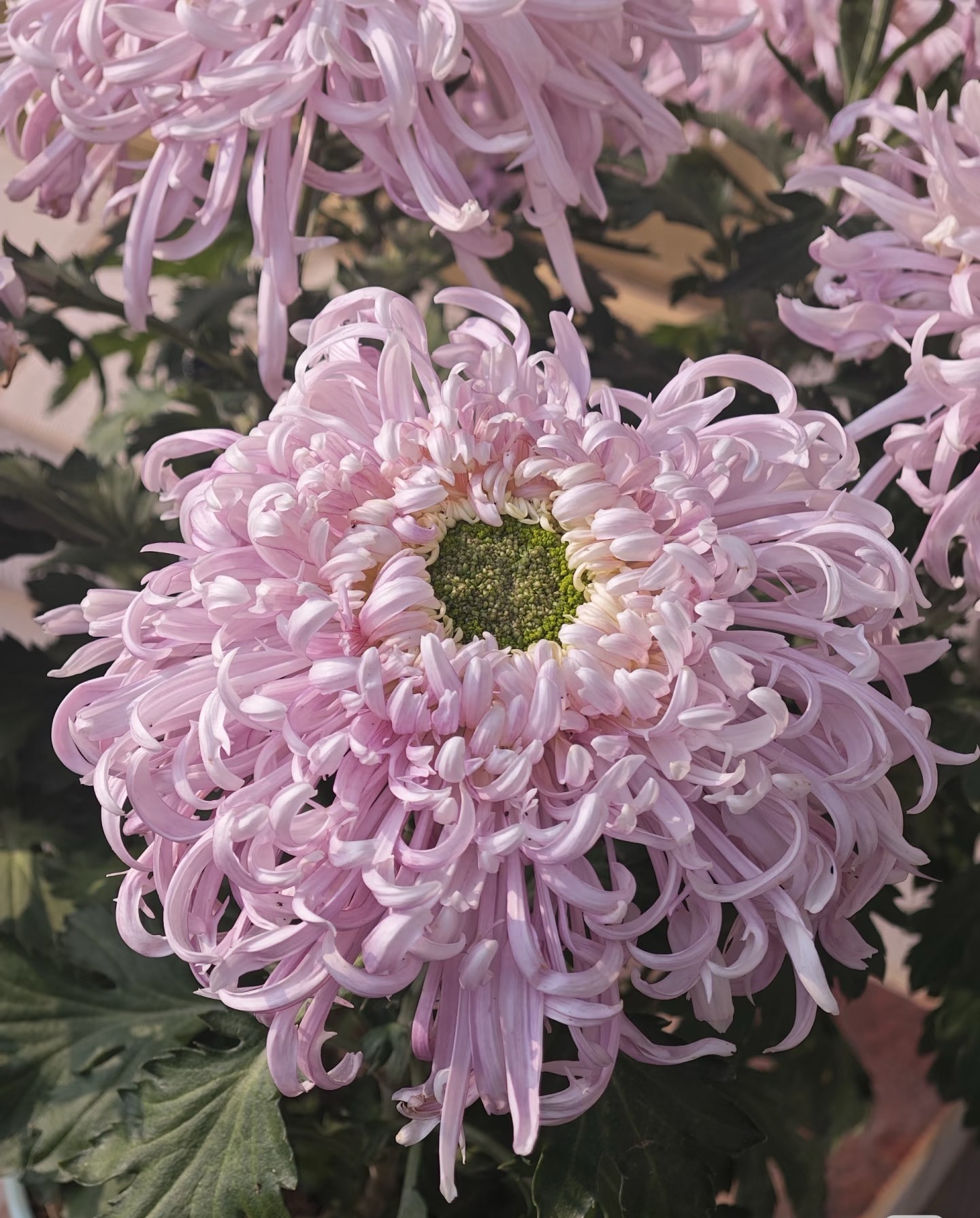 【盘龙献绿】超A级稀有品种  高端菊花   精挑细选 原盆原土发货