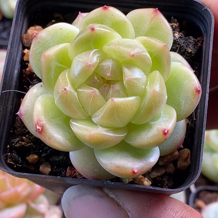 天官赐福百无禁忌