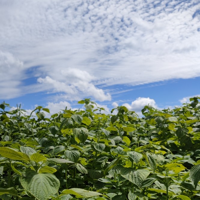 苏子酥  易碎品火候不均匀 容易碎酥的 碎的 酥碎 3盒 共600g