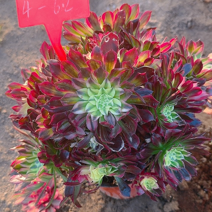 4-62天合多肉法师