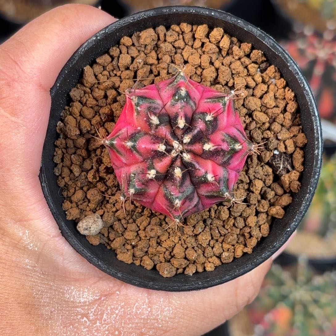 泰系米哈实生仙人球117