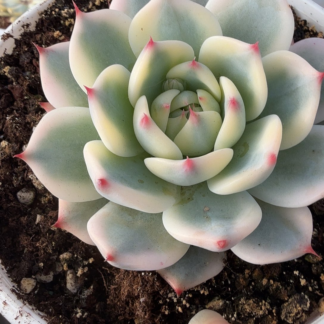 吉娃娃锦，多肉植物。