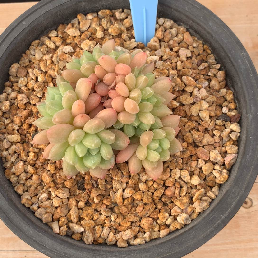 杰**厨350118-16百达翡翠