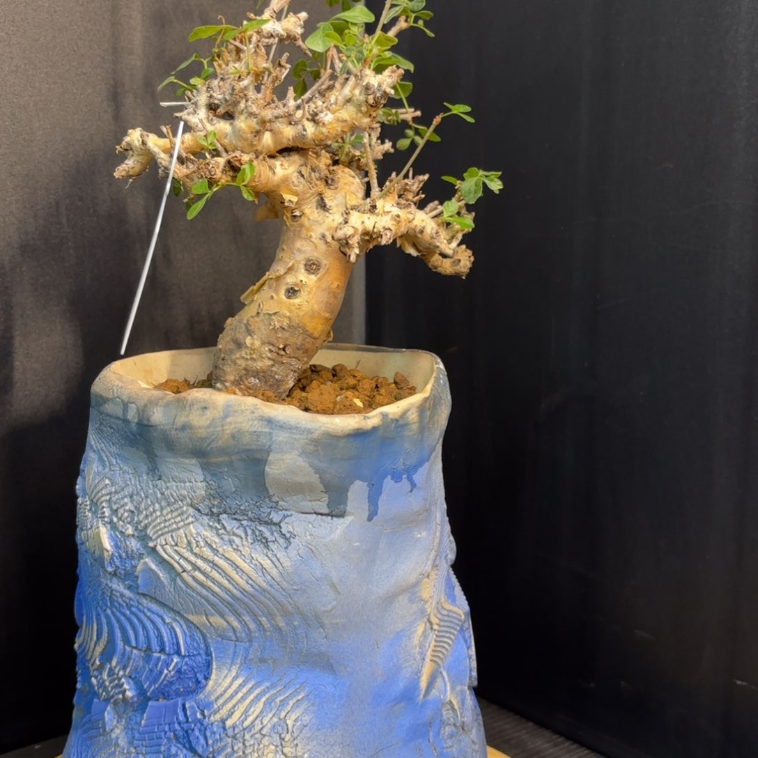 木B****e   黄金橄榄带盆土