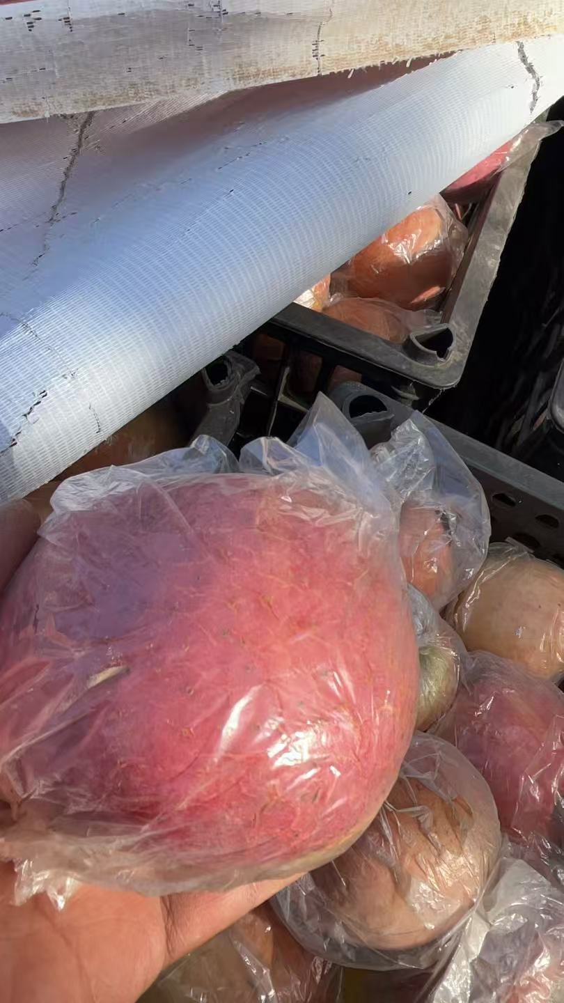 山西红富士丑苹果 果王