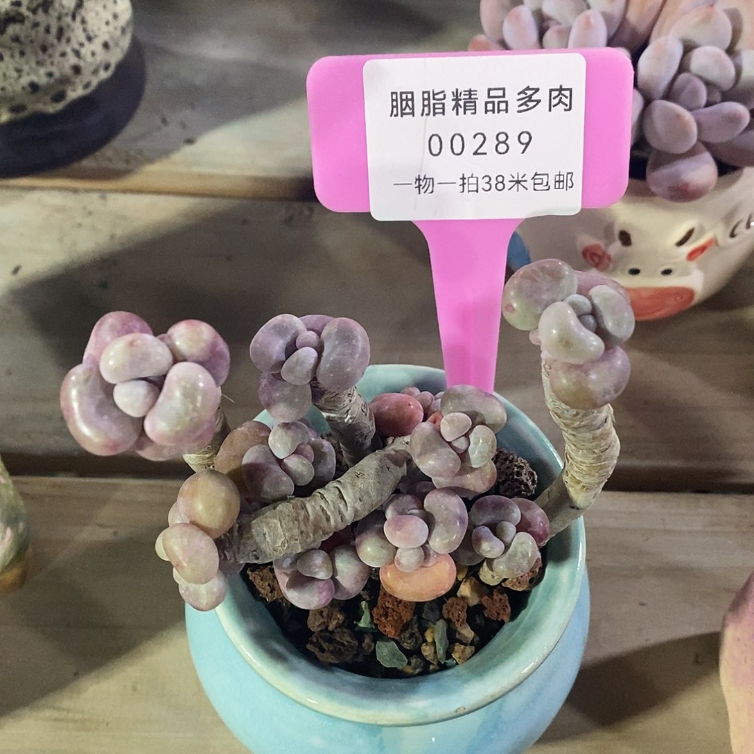 00289啊老婆让我很拉风娱乐