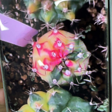 705-0309侧芽泰国发货多肉