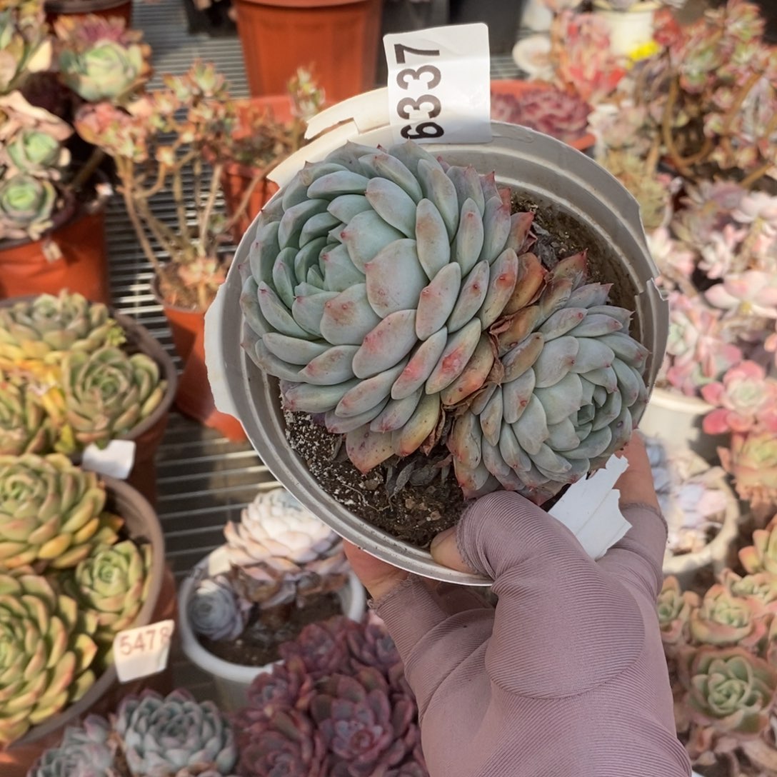 6337冰橙老桩一物一拍