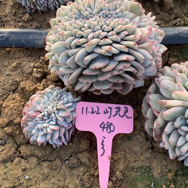 福多多花卉园艺星影锦