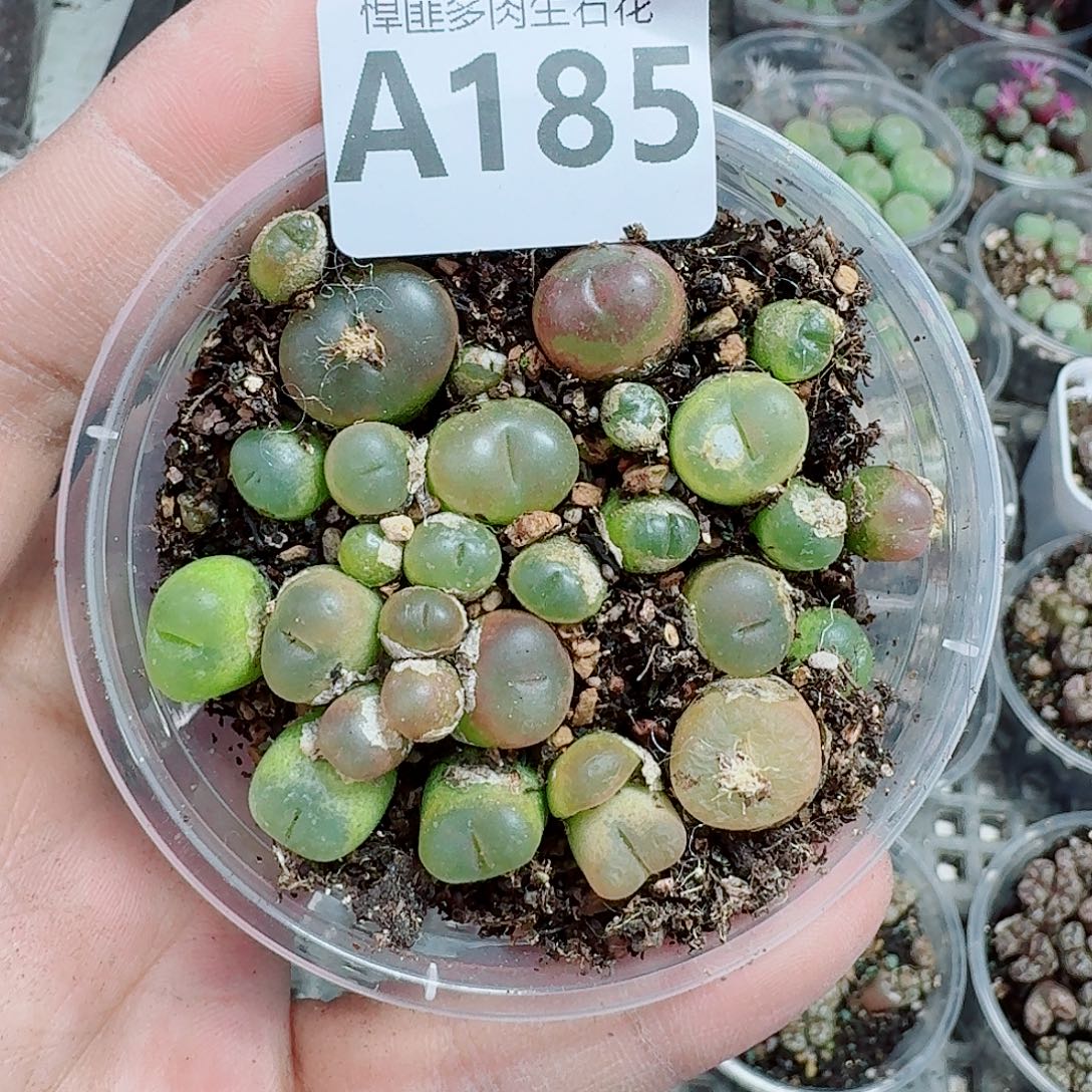 185多肉植物多肉植物