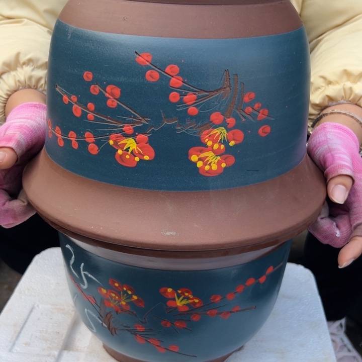 25+25蓝点菜平角金钟花盆花盆花盆