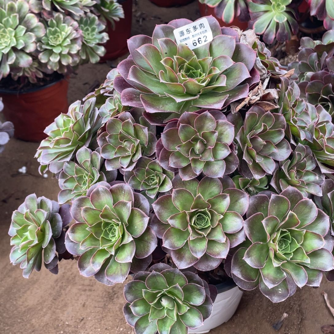 662魅金玫瑰多肉法师断枝不包