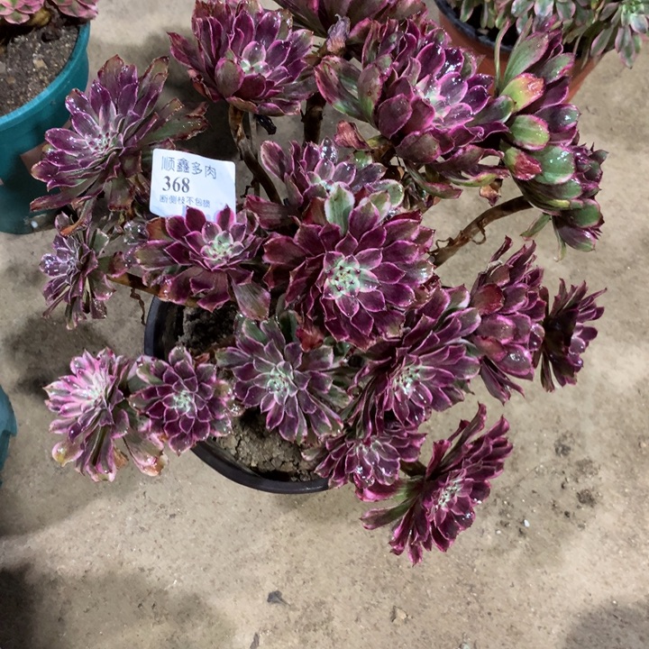 古***£368水墨画多肉植物特价