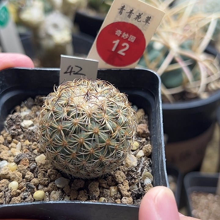 实生伊莎贝拉娇丽3.4cm