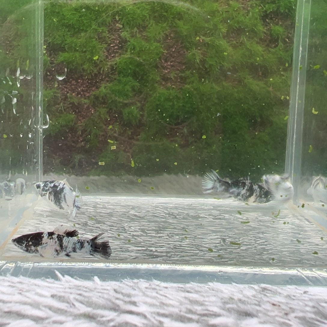 黑玛丽鱼鱼苗4条。 