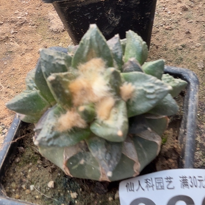 无花朵066大尤龙角杂牡丹东三
