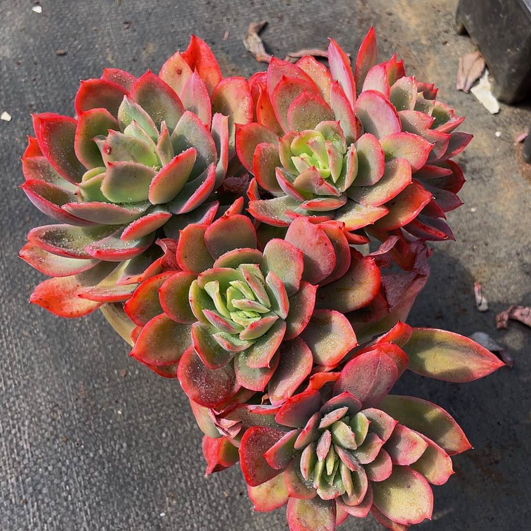 绮啰仙子多肉植物