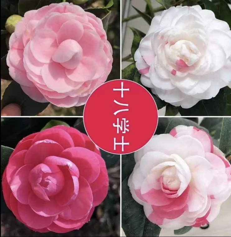 精品十八学士重瓣阳台植物   庭院花卉